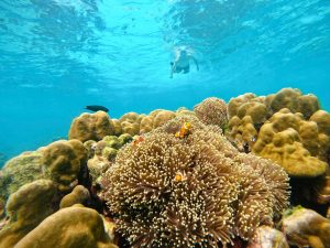 Koh Rok ir Koh Haa salų turas ir paviršinis nardymas – 2