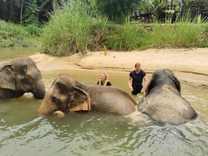 Apsilankymas Krabi dramblių sanatorijoje – 3