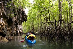 Plaukimas baidarėmis po mangroves - džiungles jūroje – 1