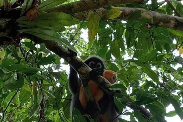 Khao Sok naktinis zygis dziunglese