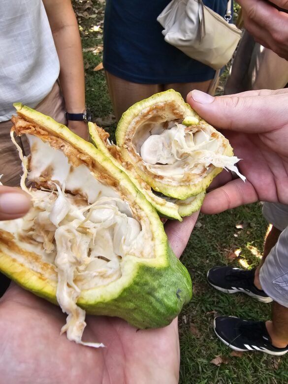 Mae Kampong Tailandas