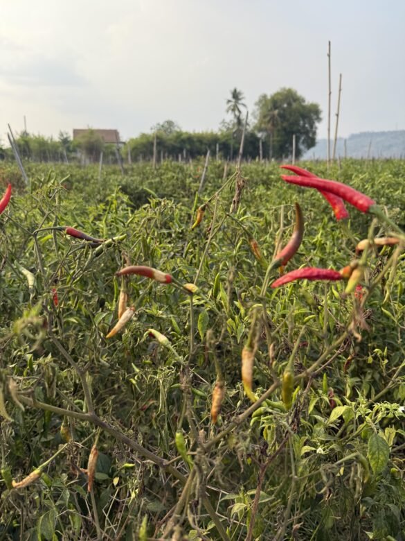 autentiškas Tailandas