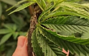 Nonos medicininių kanapių verslas Tailande