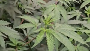 Medicininės kanapės Tailande