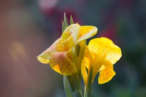Geltona gėlė kantalo (canna lily), laikoma Tėvo dienos simboliu